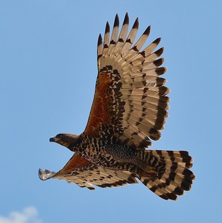  p>冠鹰雕(学名: i>stephanoaetus coronatus /i>):是鹰科,冠鹰雕属的