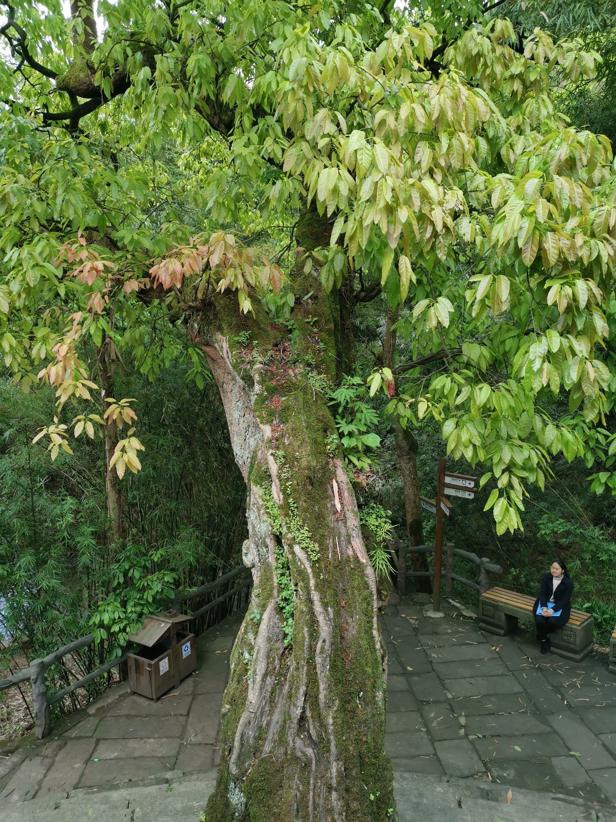 已有上百年历史,树直径约1米,高20余米,冠幅百余平米,树干约成30度角