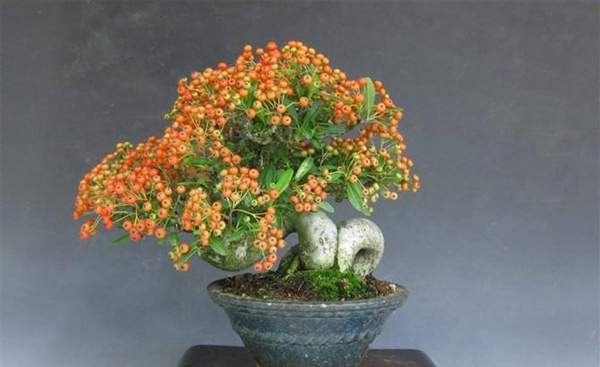  p data-id="txtrbqj3f1tz">火棘( i>pyracantha fortuneana /i>