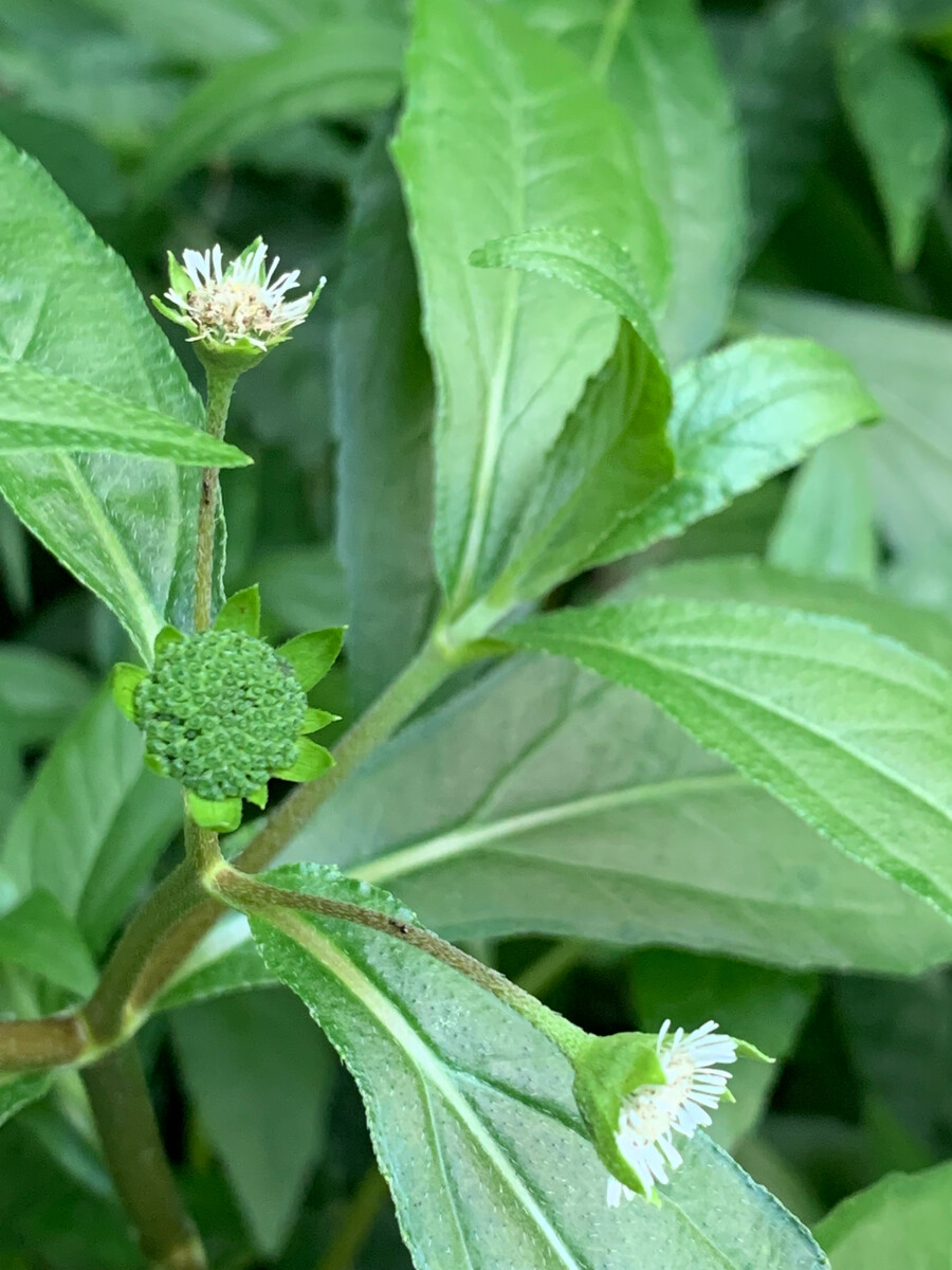 是菊科,鳢肠属一年生 a target="_blank" href="/item/草本/541696"