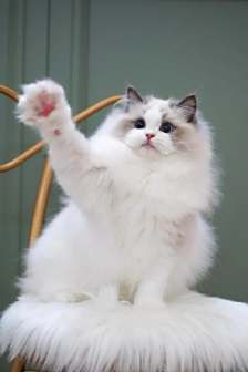 布偶猫图片
