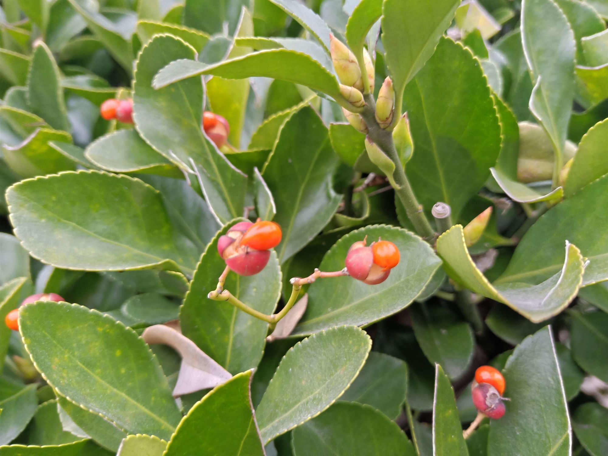  p data-id="ta9flyy66olp">冬青卫矛( i>euonymus japonicus /i>