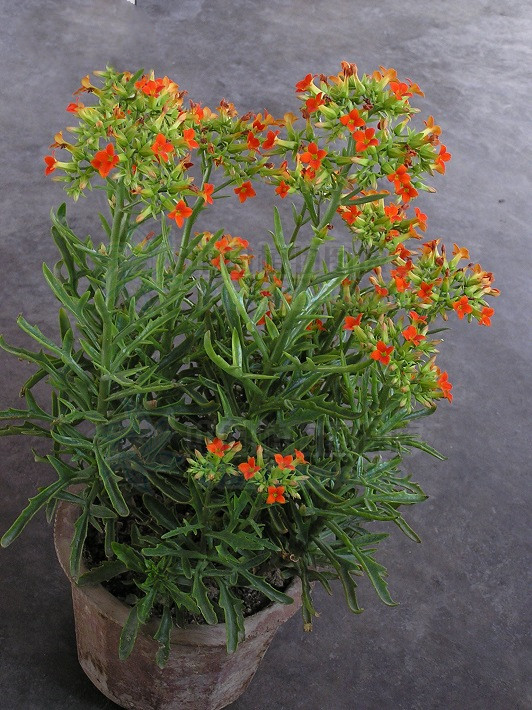  p data-id="go17lxfiyb">伽蓝菜( i>kalanchoe