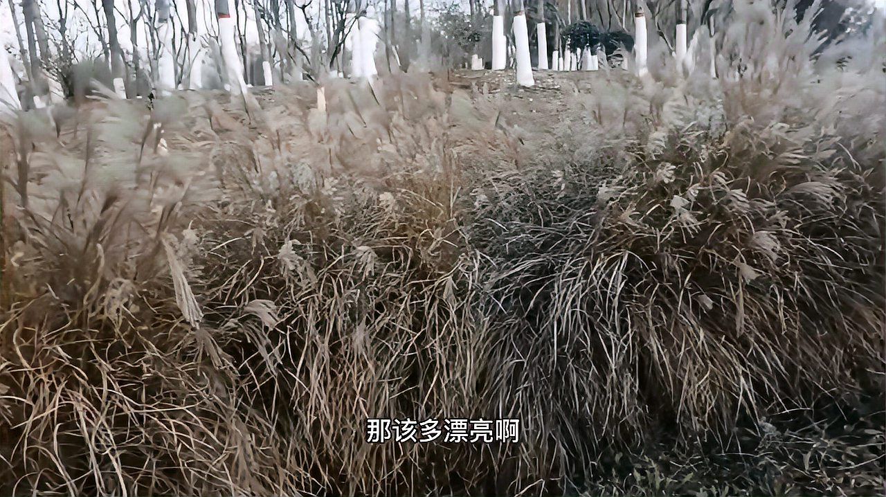 芒（禾本科芒属植物）_百度百科