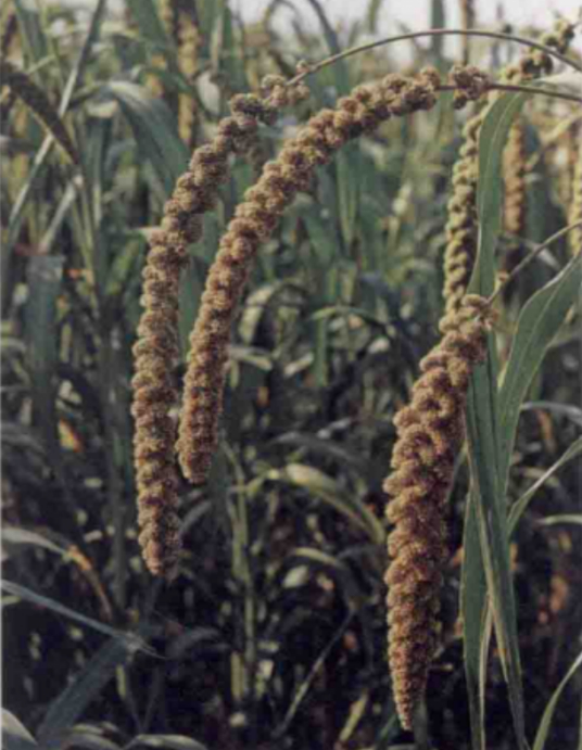 粟（禾本科狗尾草属植物）_百度百科
