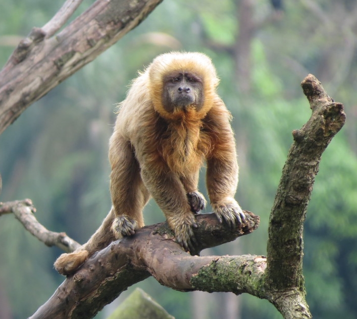 marcgraves capuchin monkey