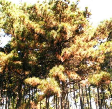 href="/item/油松/890953" data-lemmaid="890953">油松 /a>的病害