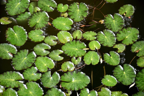 荇菜_百度百科