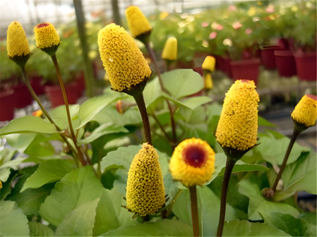 金钮扣（菊科金钮扣属植物）_百度百科