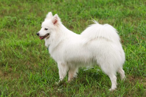 银狐犬（原产于日本的独立犬种）_百度百科