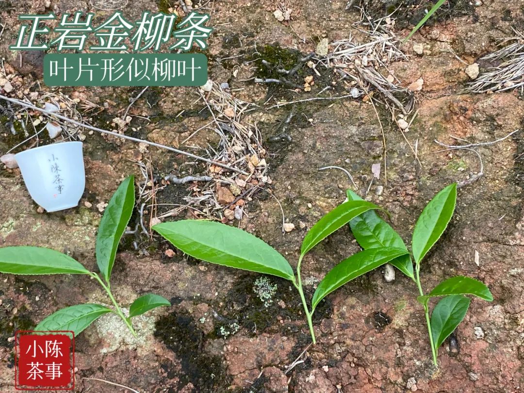 岩茶里，母树大红袍的“母树”是什么意思？它和母本有什么区别？_百科TA说