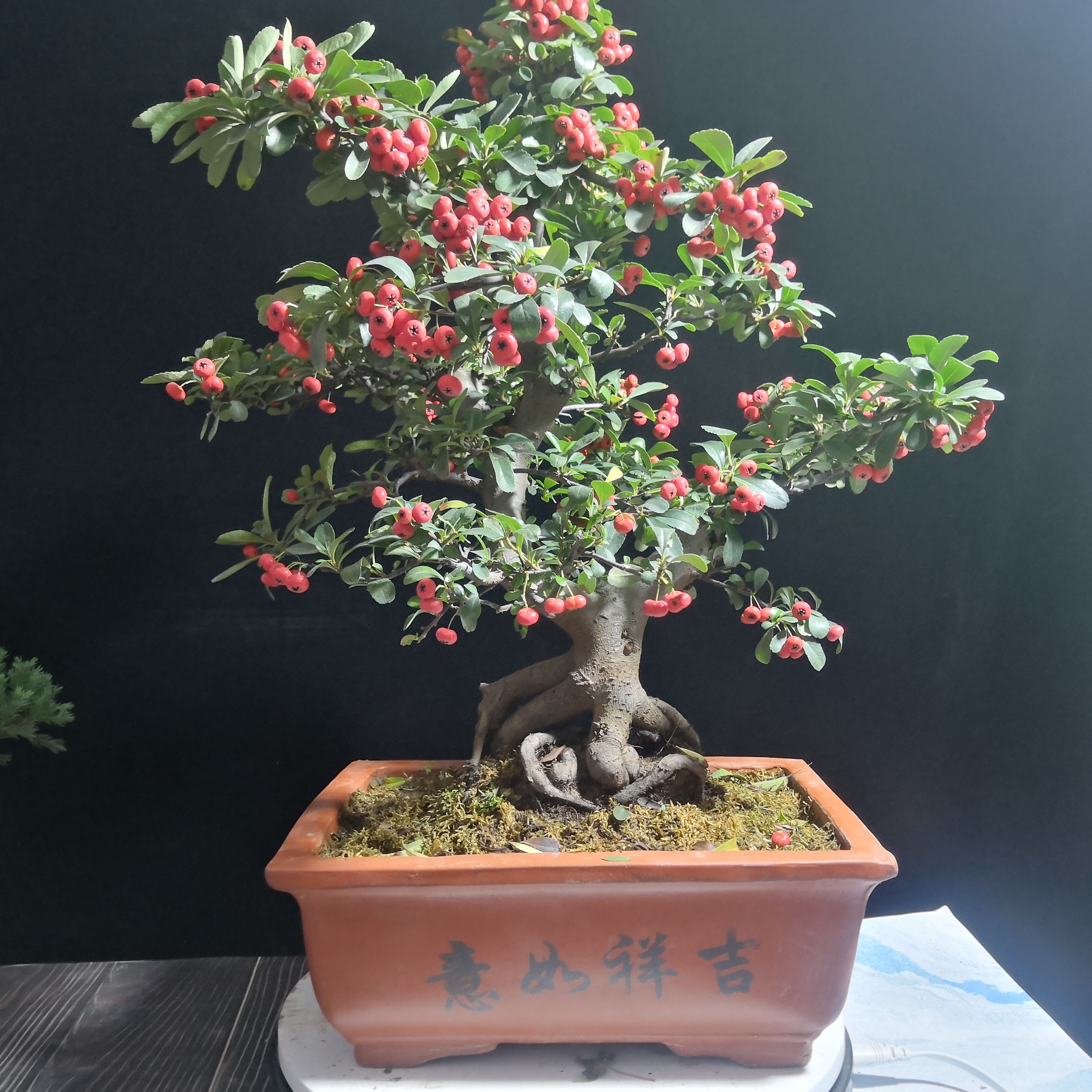  p data-id="txtrbqj3f1tz">火棘( i>pyracantha fortuneana /i>