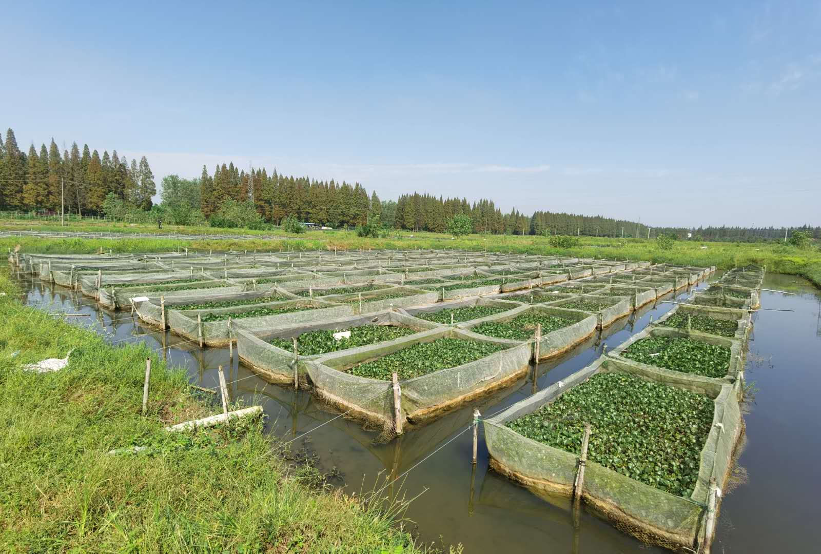 主要经营范围:水产学研究;水蛭繁育,养殖,初加工,销售;水蛭养殖