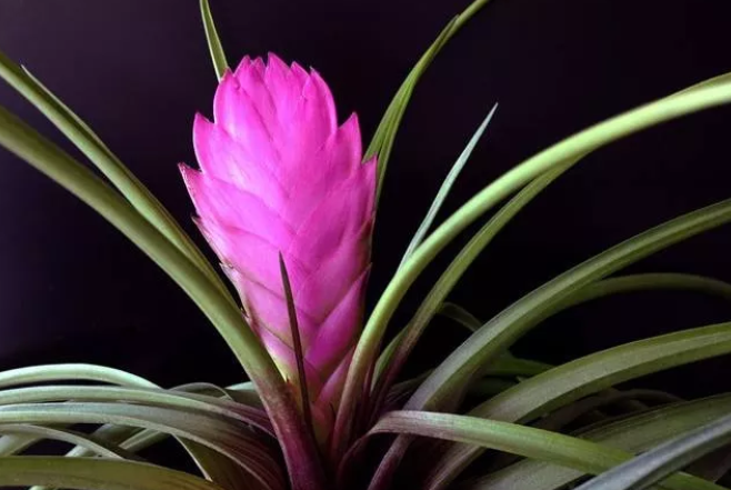 紫色的凤梨花大家见过吗 百科ta说