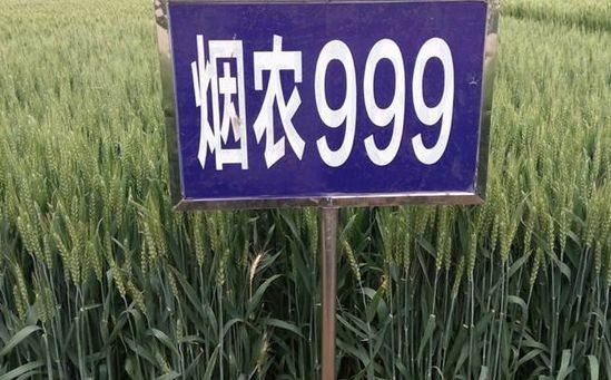 烟农999
