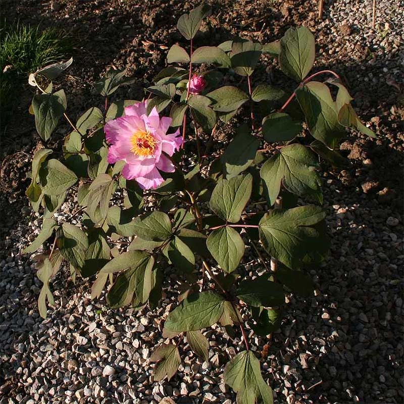 卵叶牡丹