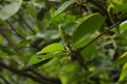 玉兰（木兰科玉兰属植物）_百度百科
