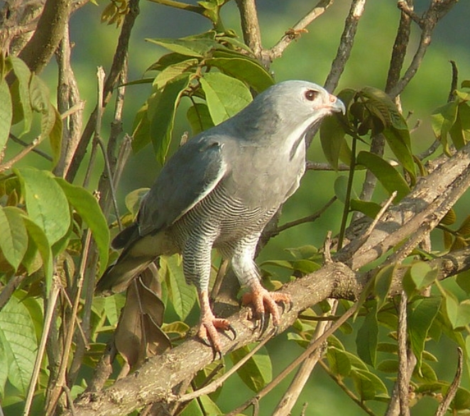  p>蜥鵟(学名: i>kaupifalco monogrammicus /i>):是鹰科,蜥鵟属的一