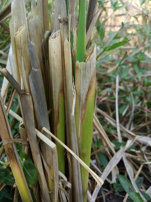 北方水稻纹枯病