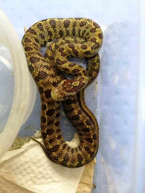 data-lemmaid="2990026">鼠蛇 /a>,在背部有一种醒目的深栗子棕色大