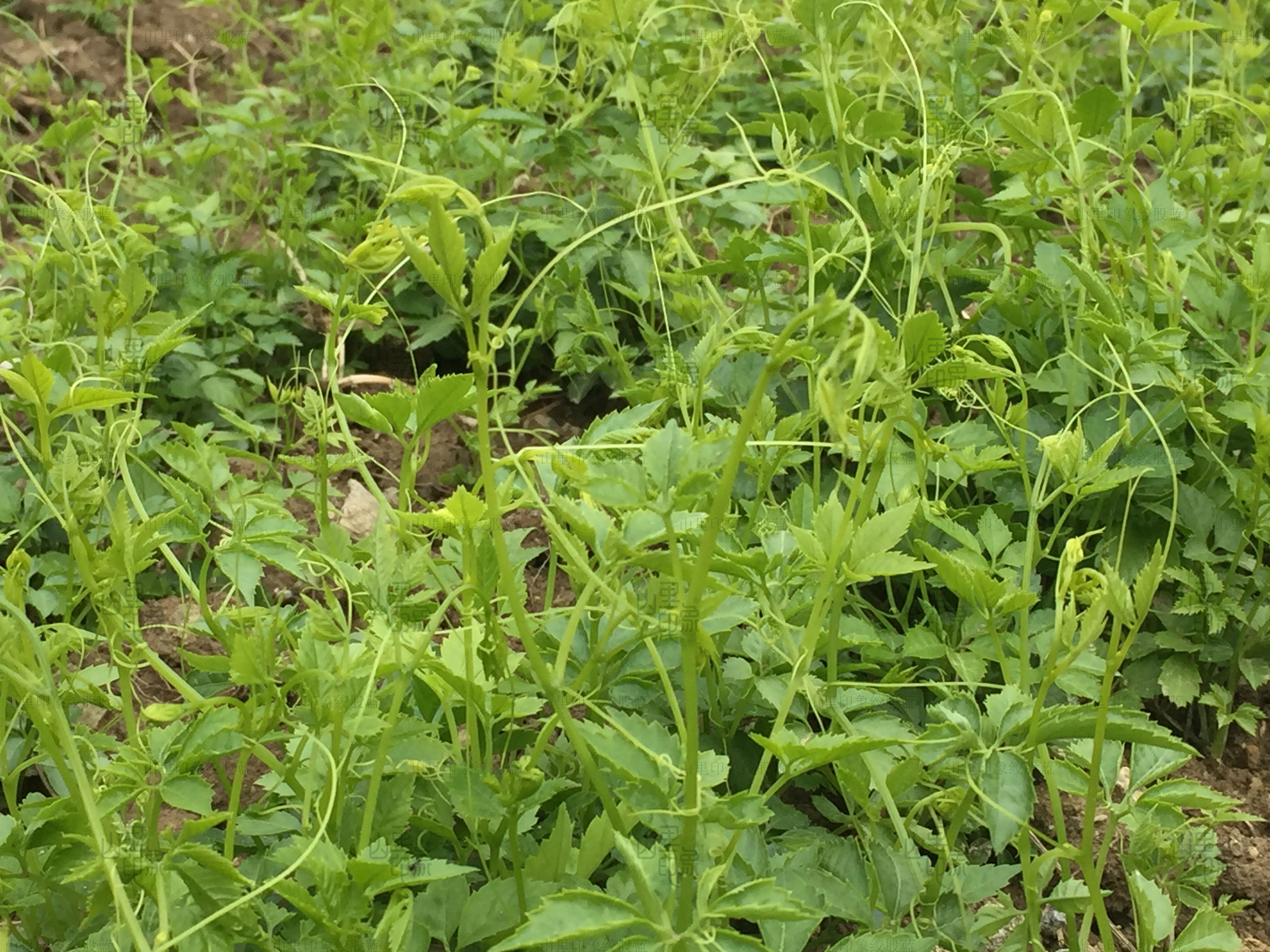 绞股蓝(原变种)