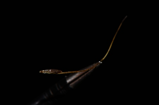 小菅草_百度百科