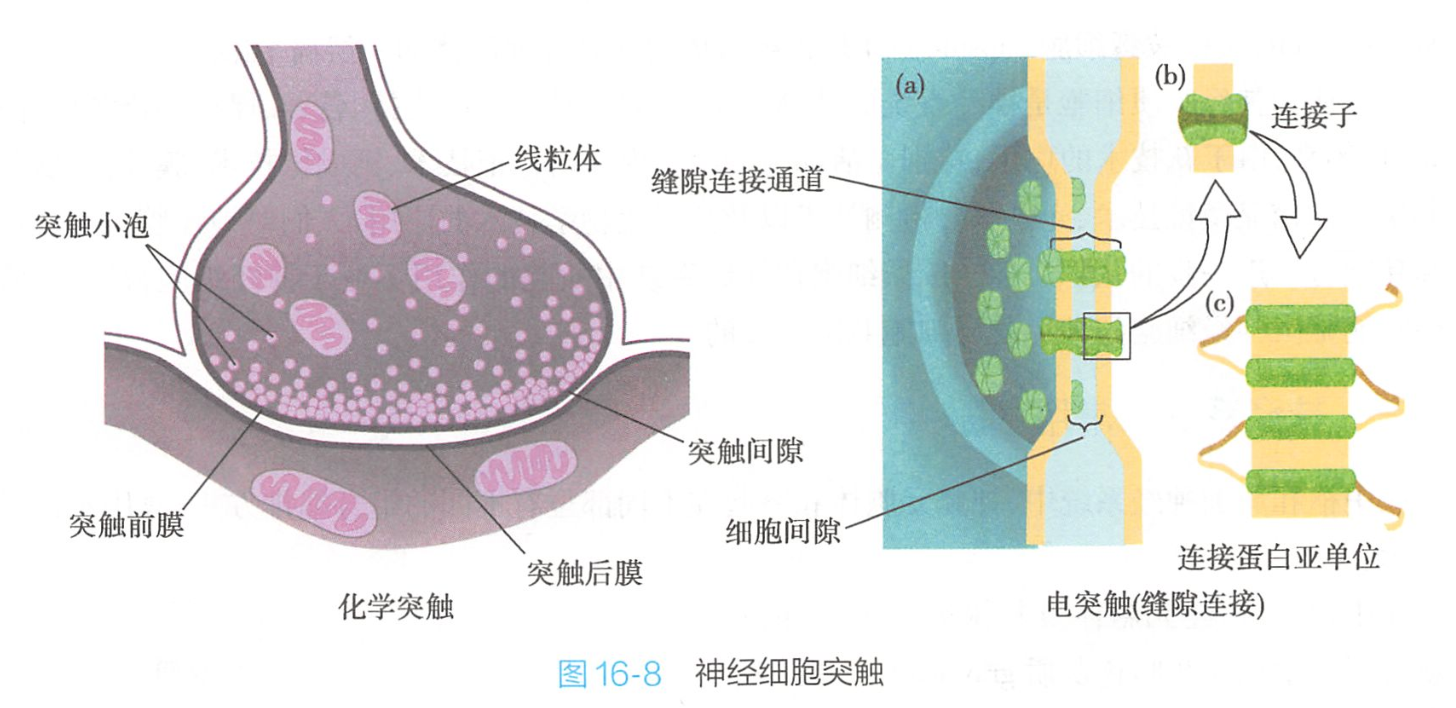 突触