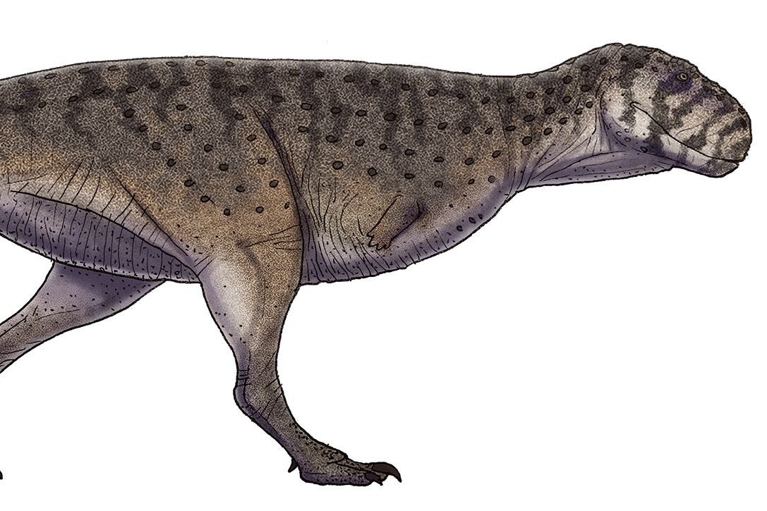 模式种/1653504" data-lemmaid="1653504">模式种 /a>是普氏蝎猎龙(s