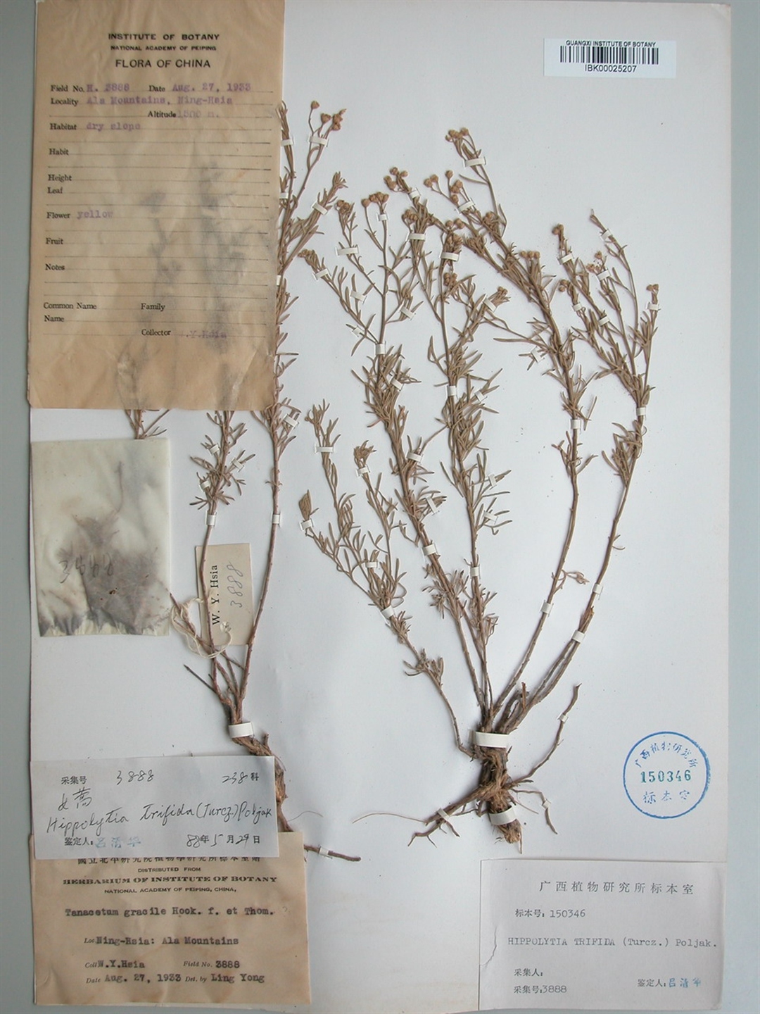 hippolytia trifida (turcz.) poljak.