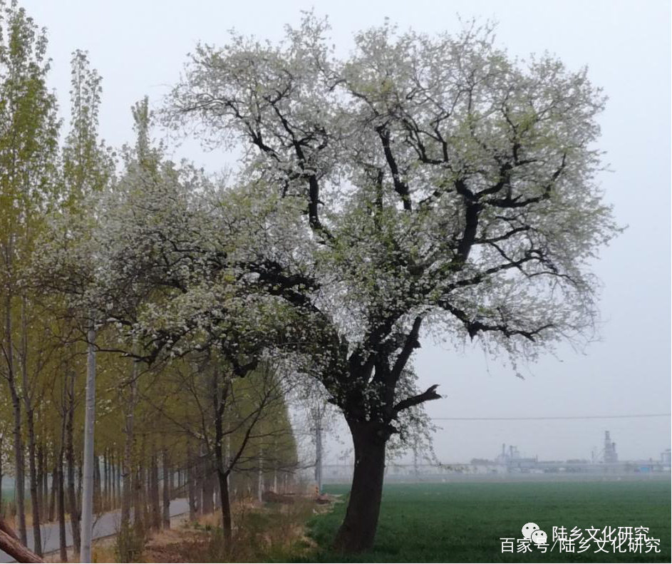 白花山，你因何而来_百科TA说