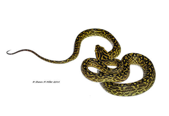 别名黄绿烙铁头,是一种日本本土毒蛇,拉丁学名 b>protobothrops