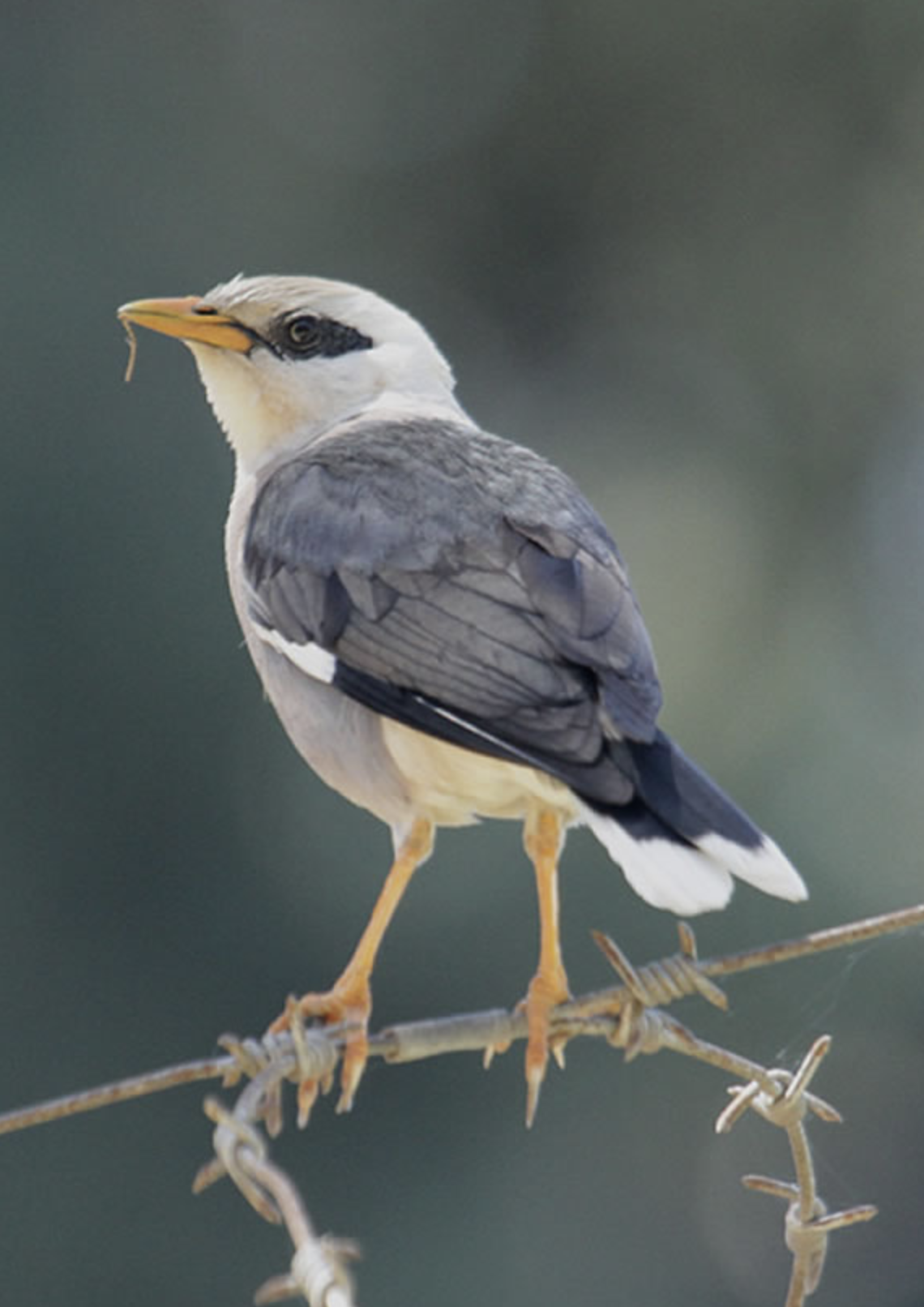  p>红嘴牛椋鸟(学名: i>acridotheres burmannicus /i>)是椋鸟科,八哥