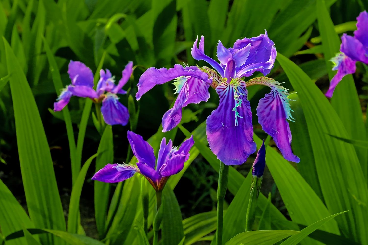  p>鸢尾(学名:iris tectorum maxim.