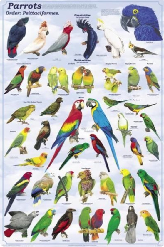  p>鹦鹉目(学名:psittaciformes):是鸟纲中的1目.