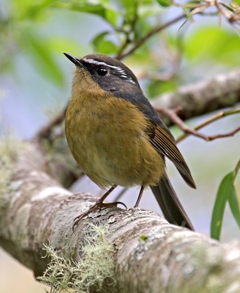  p>白眉林鸲(学名: i>tarsiger indicus /i>)是鹟科,鸲属小型鸟类,体