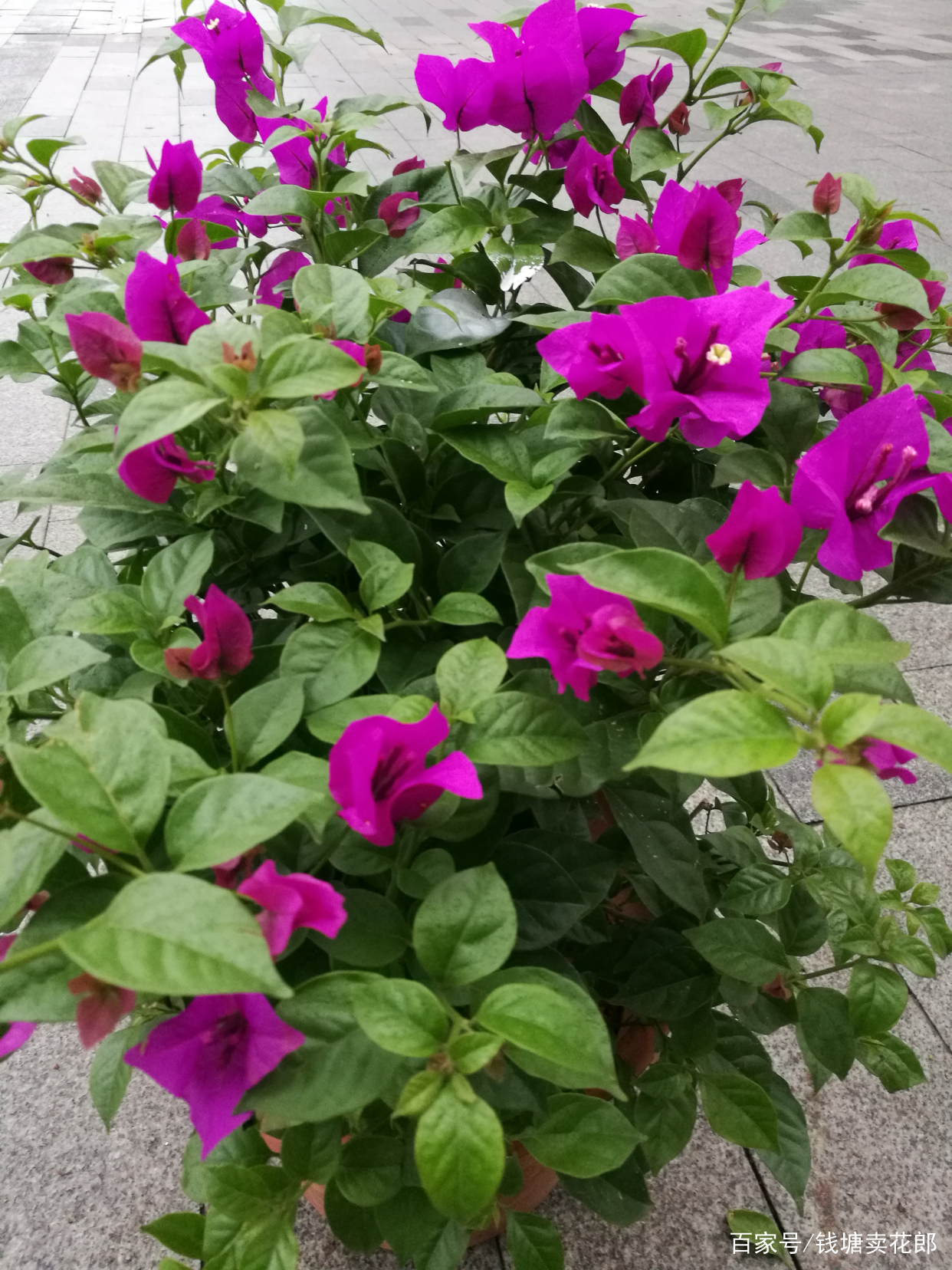 这两种植物 可四季开花 但温度与光照缺一不可 百科ta说