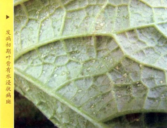 甜瓜斑点病