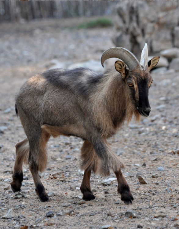  p>阿拉伯塔尔羊(学名: i>arabitragus jayakari /i>):是偶蹄目,牛科