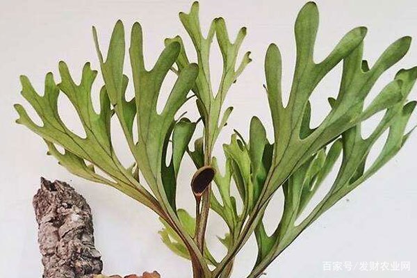 常见的10种蕨类植物 这种四季常青 适合盆栽 百科ta说