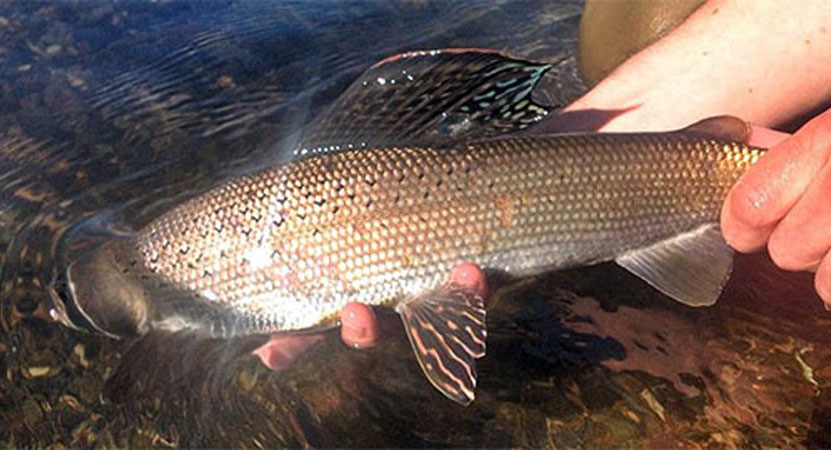  p data-id="sletrqhz21cs">鸭绿江茴鱼(学名: i>thymallus yaluensis