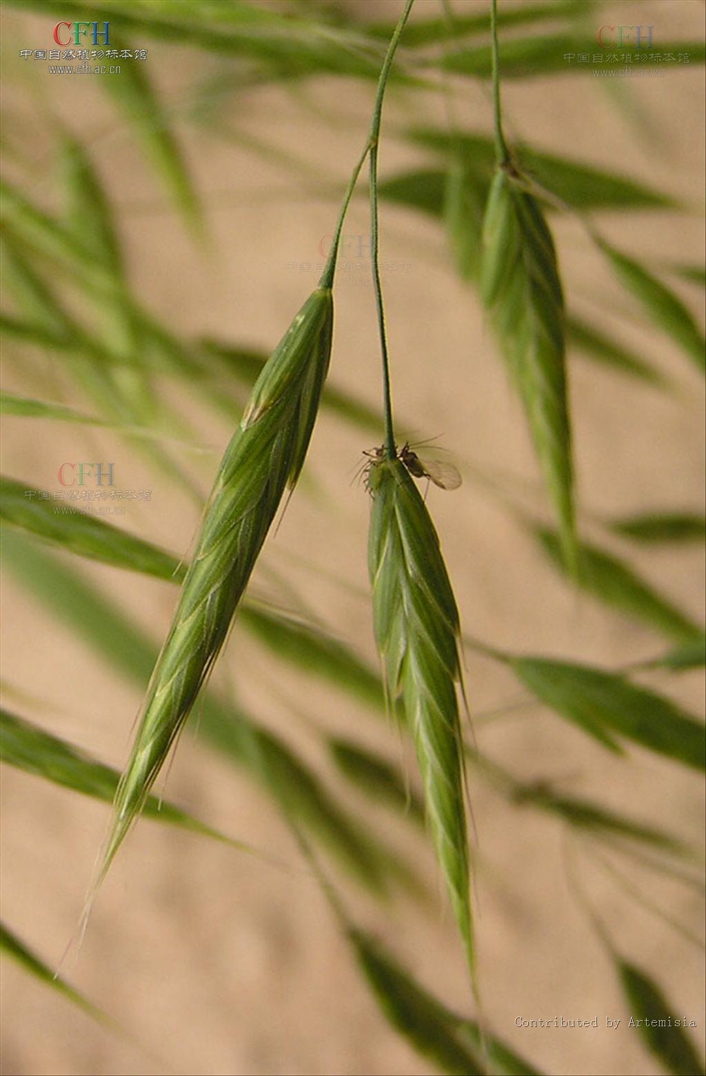  p>雀麦属是禾本科下的一个属,多年生或一年生 a target="_blank"