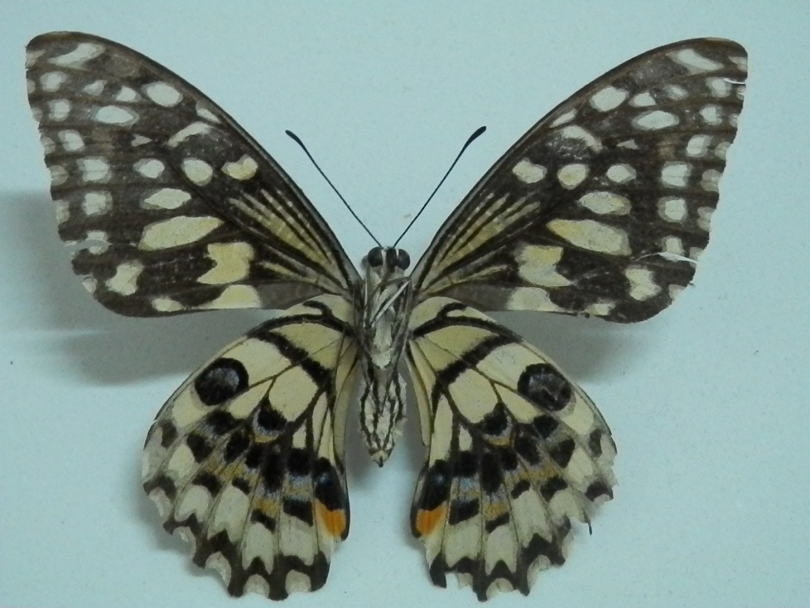  p>达摩凤蝶(papilio demoleus linnaeus蝴蝶)是一种常见的分布广泛的
