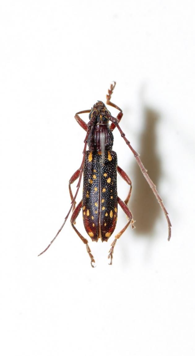 黄星姬深山天牛