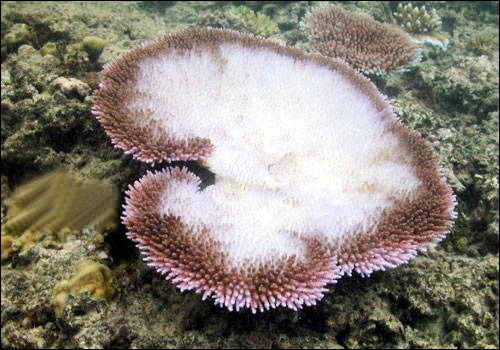 coral bleaching