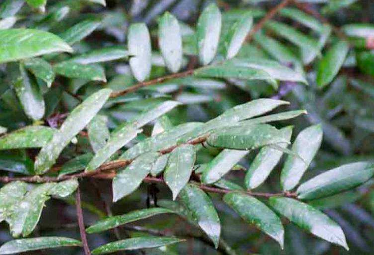  p>毛锥(学名: i>castanopsis fordii /i> hance)是壳斗科,锥属 a