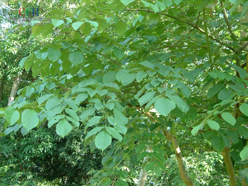  p data-id="gnwwzo6jge">云故纸,为紫葳科植物木蝴蝶的干燥成熟种子.