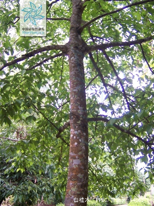  p>白桂木(学名: i>artocarpus hypargyreus  /i>hance)是桑科波罗蜜