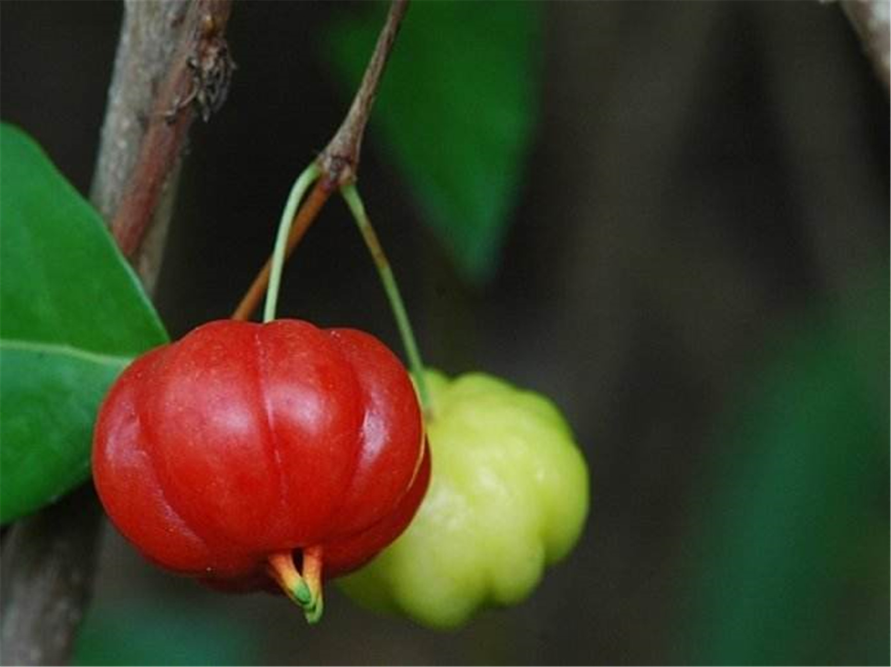  p>红果仔(学名: i> /i> i>eugenia uniflora /i> linn.