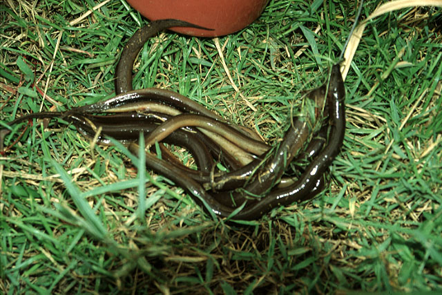 1822),又称 a href="#" data-lemmaid="2828303">波路豆齿蛇鳗 /a>