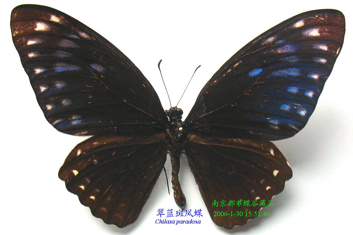  p>翠蓝斑凤蝶(学名:chilasa paradoxa )是属鳞翅目凤蝶科的一种大型